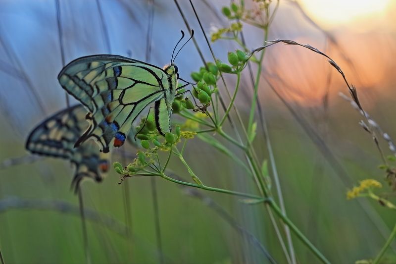 На закате Papilio machaon Linnaeus фото превью