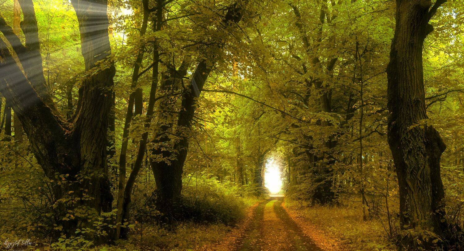 forest, forest road, nature, Dobrzyca, forest atmosphere, light, sun rays, landscape, autumn, Nikon, leaves, autumn colors, morning, Krzysztof Tollas