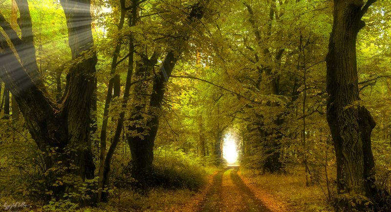 forest, forest road, nature, Dobrzyca, forest atmosphere, light, sun rays, landscape, autumn, Nikon, leaves, autumn colors, morning The colors of the forest фото превью