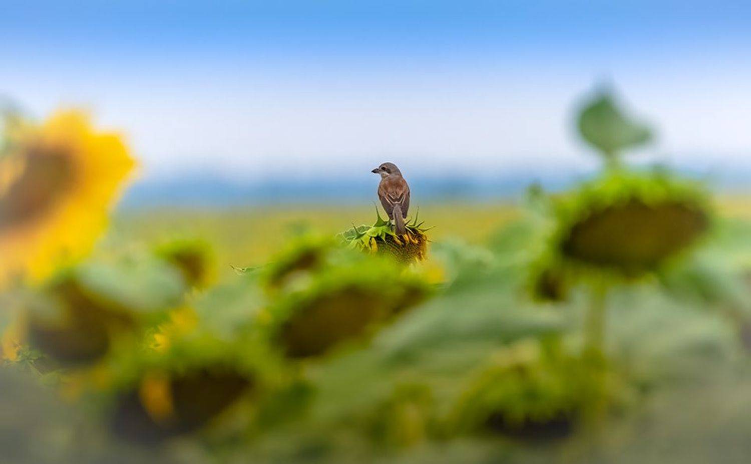 , Игорь Кляхин