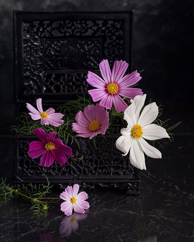 космея натюрморт цветы фотонатюрморт   Космеи  фото превью