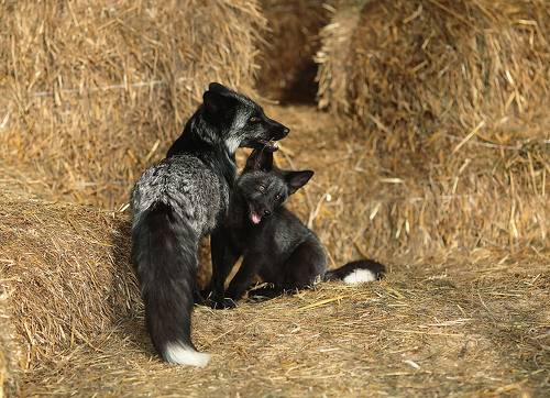 Из серии-лисьи истории