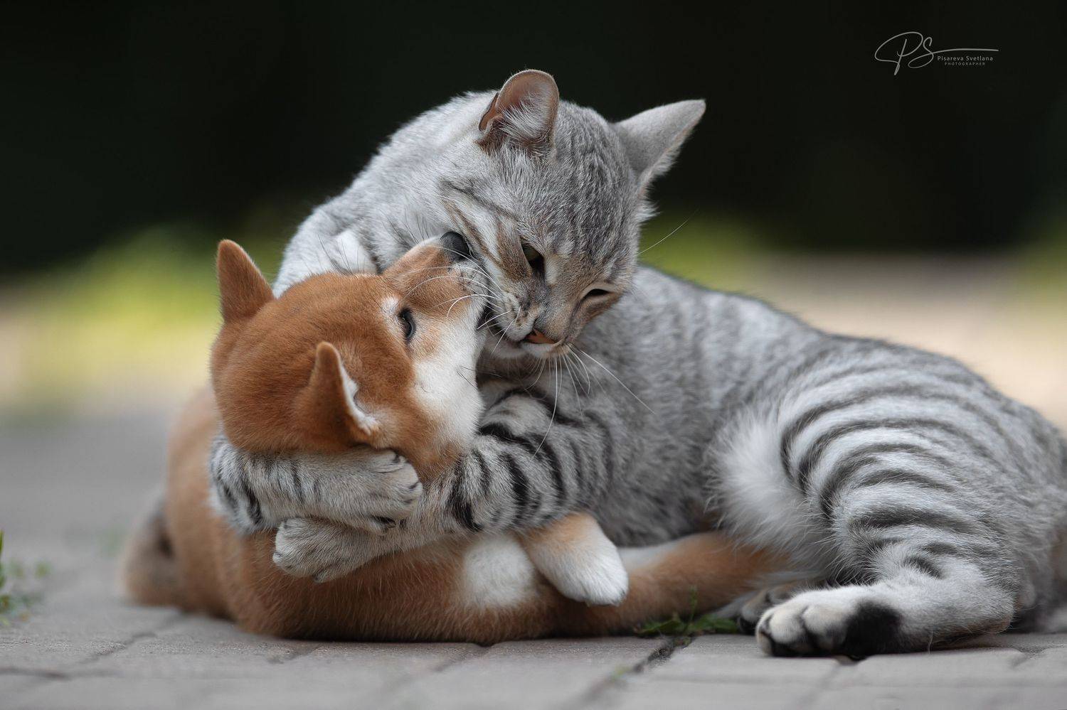 , Светлана Писарева