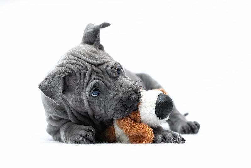собака, животное, dog, тайский риджбек, щенок Моя игрушка фото превью