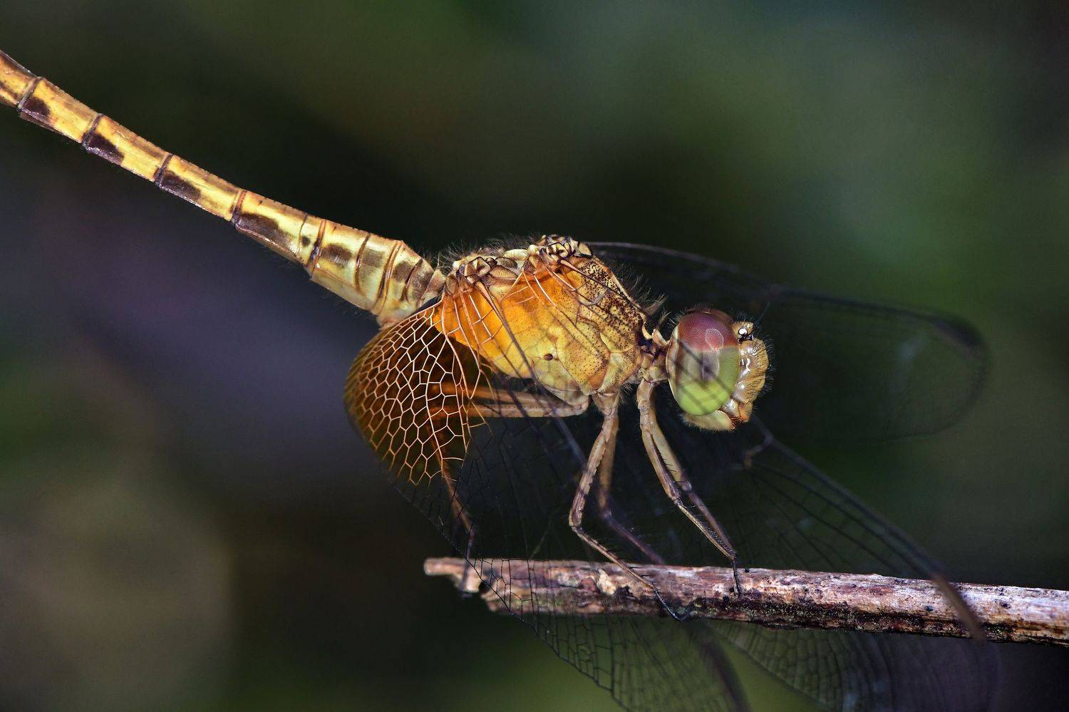 denis moura, mogi das cruzes, brasil, Moura Denis