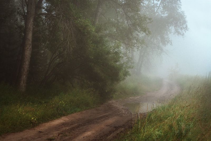 туман, лес, сибирь, август Синий туман фото превью
