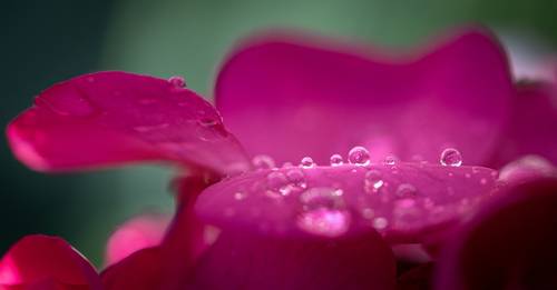 Droplets & Flowers