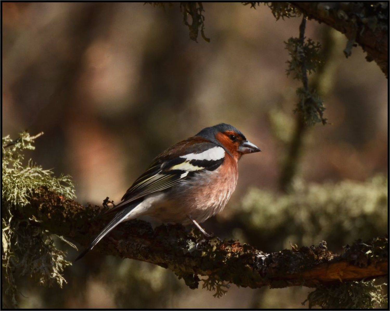 , Владимир Метцгер