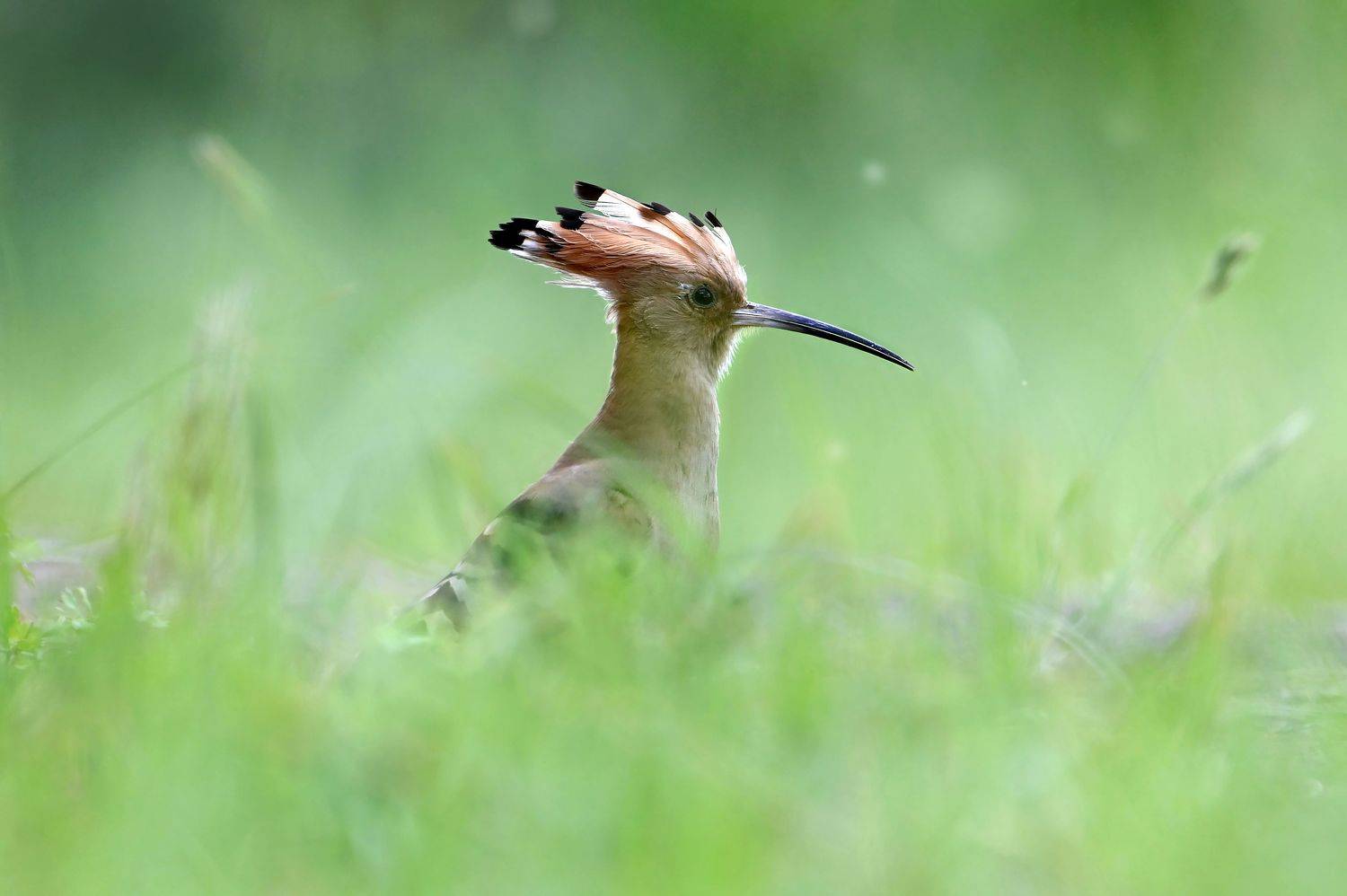 , Чернобай Анна