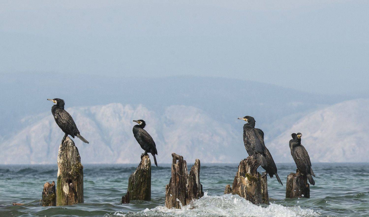 байкал малое море баклан, Андрей Таничев