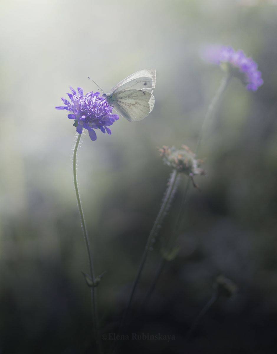 , Елена Рубинская