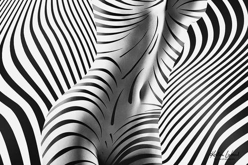 zebra body