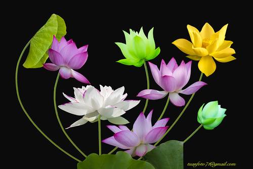 Lotus
