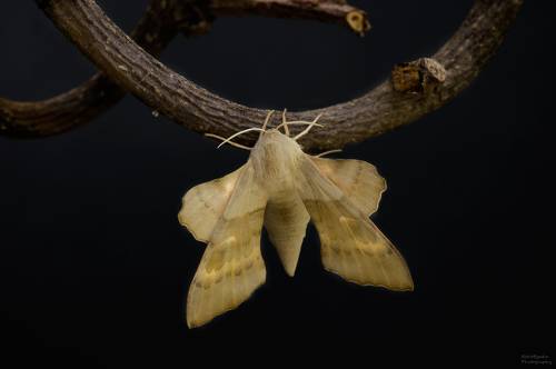 Бражник тополёвый (Laothoe populi)