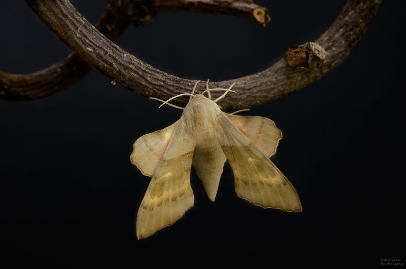 макро, природа, насекомые, бабочки, бражник, macro, nature, insects, butterflies, hawk moth, Бражник тополёвый (Laothoe populi) фото превью