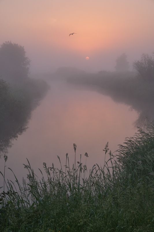 утро, река,шерна,туман,рассвет,солнце,восход,природа,лето,пейзаж,филипповское,июнь Утро на реке фото превью