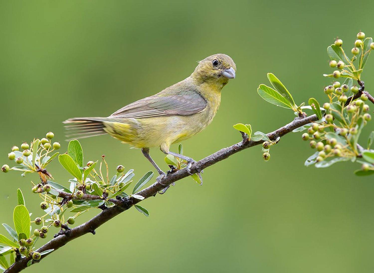 расписной овсянковый кардинал, painted bunting, кардинал, Elizabeth Etkind