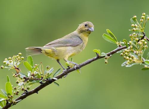 Female. Painted bunting - Cамка. Расписной овсянковый кардинал
