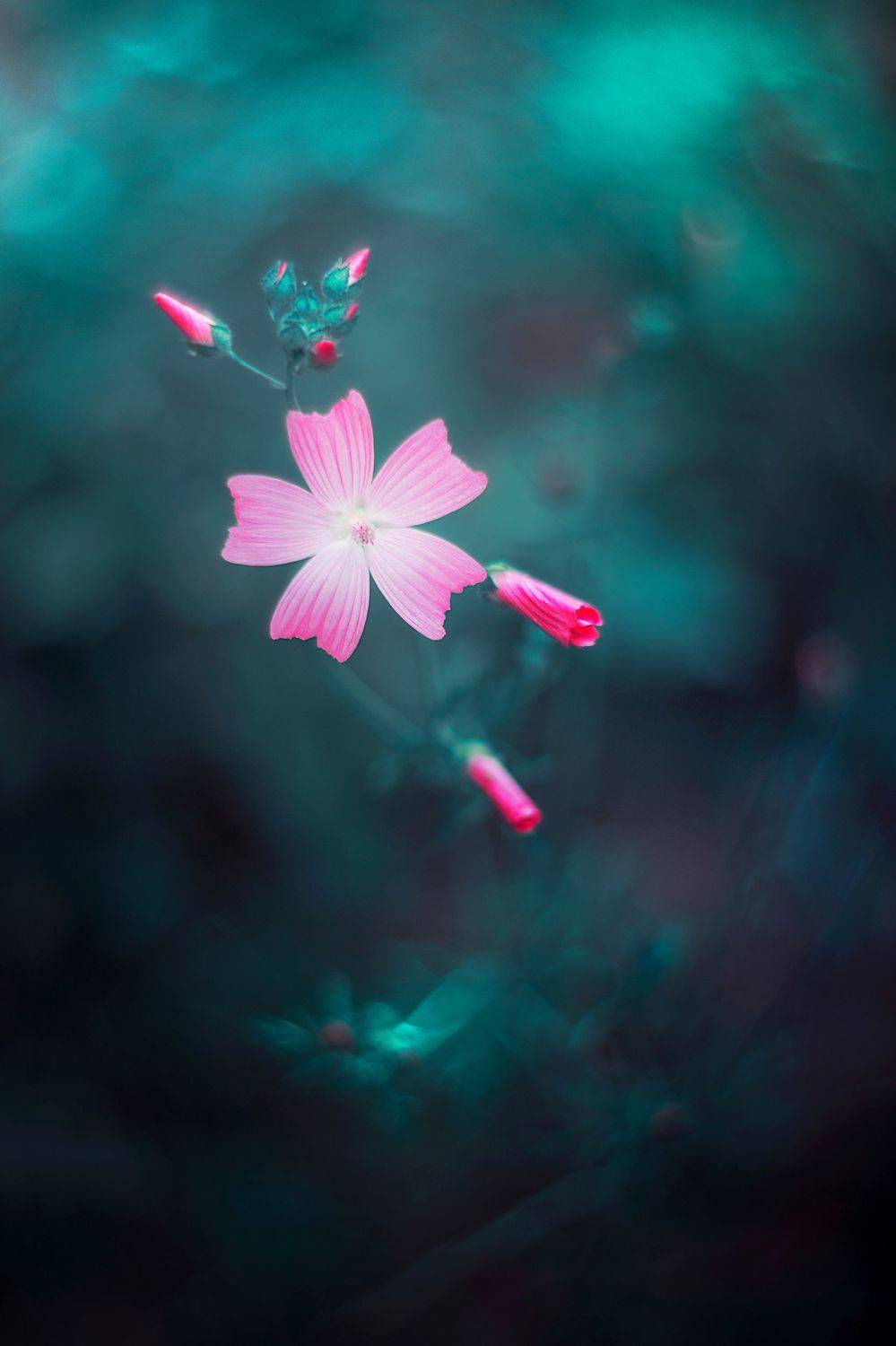 nature,nikon,flower,pink,purple,bokeh,zenit,helios,85mm,green,daylight,, Борислав Алексиев