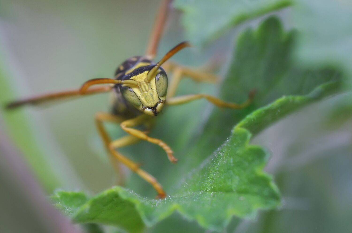 насекомые,оса,природа,лето,встреча,взгляд, Владимир Володин