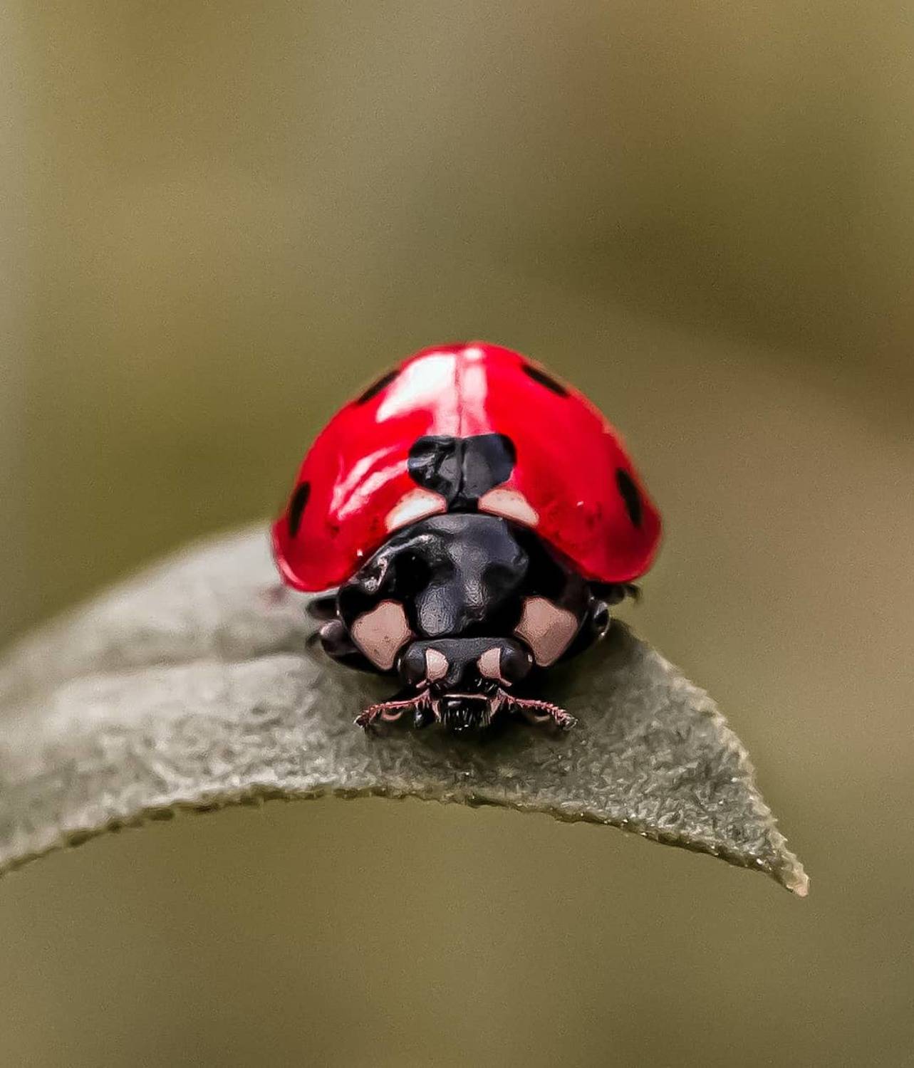 макро, природа, nature, macro, насекомые, insect, ladybug, божьякоровка, Юлия Хворостяная