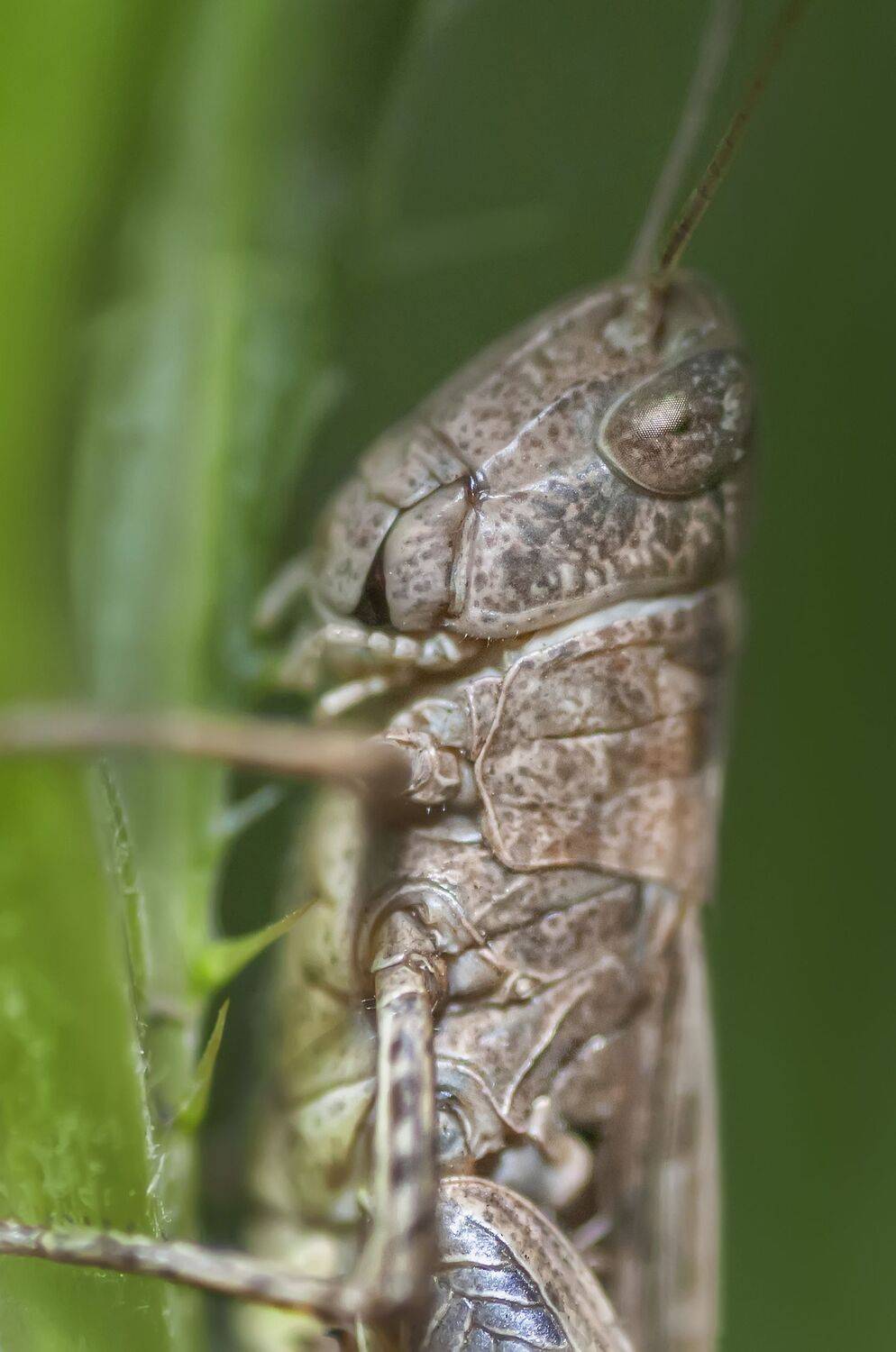 кузнечик,насекомое,зелёный,природа,лето,профиль, Владимир Володин