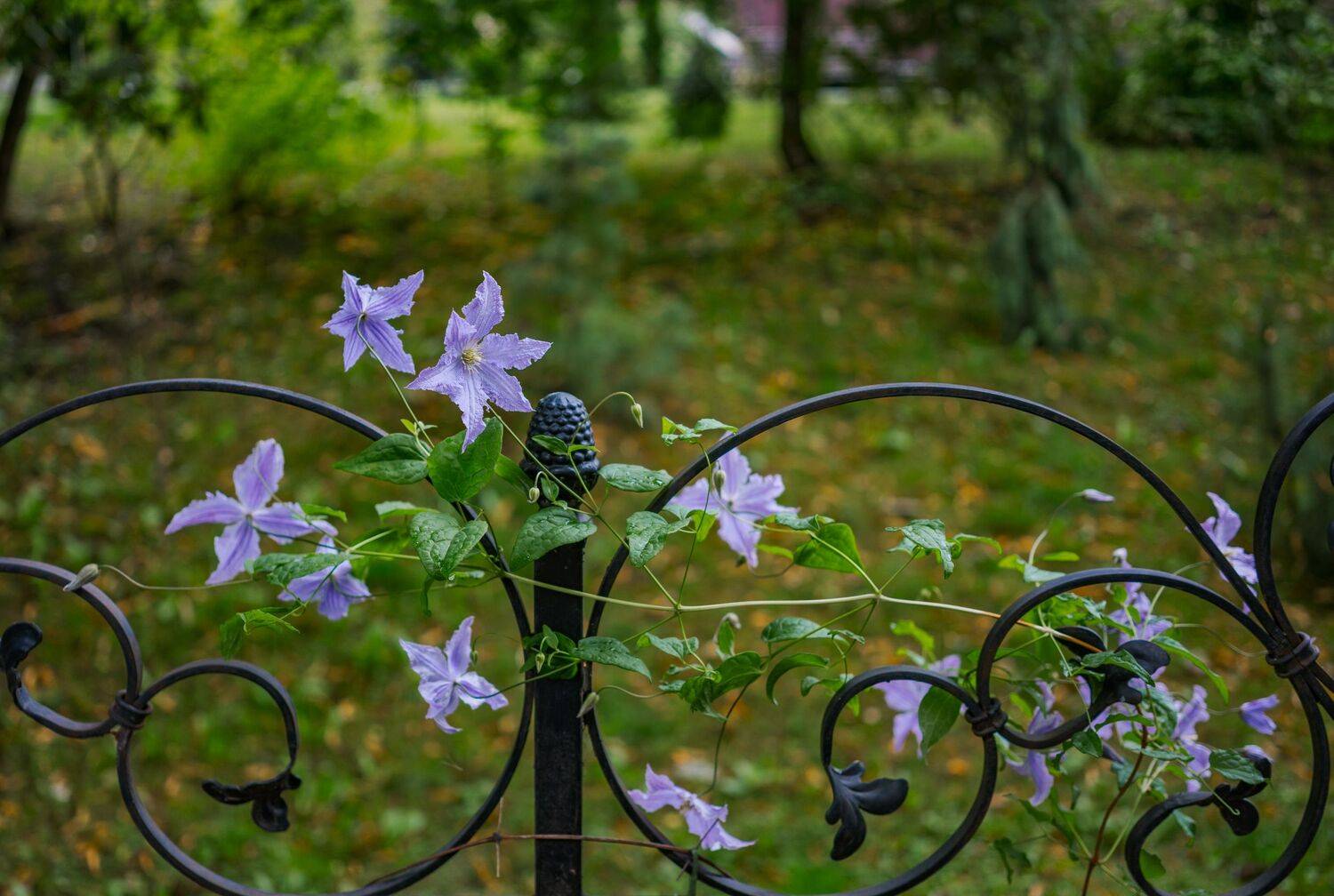 , Курлянцев Алексей