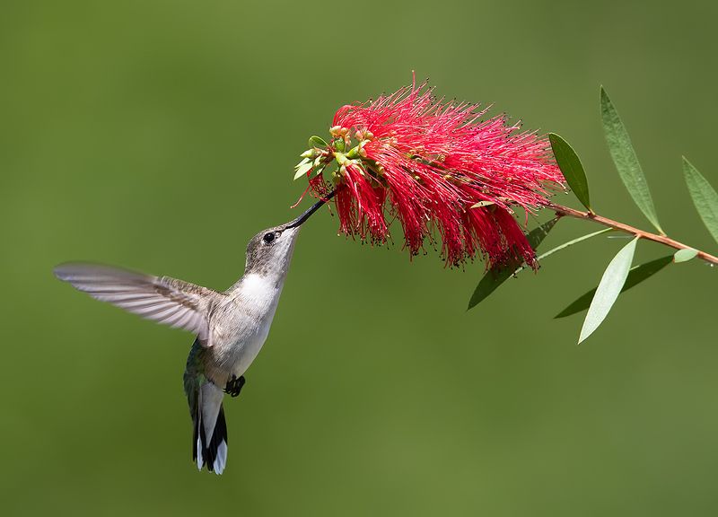 колибри,ruby-throated hummingbird, hummingbird, весна Колибри -Ruby-throated Hummingbird фото превью