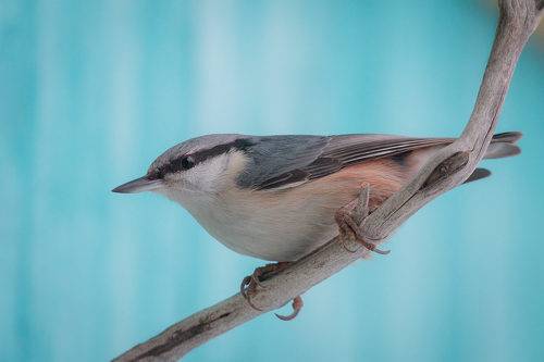 Обыкновенный поползень