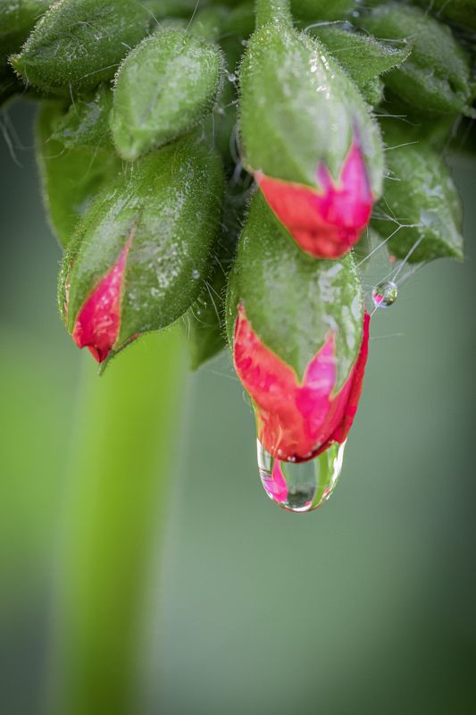 macro, drop, waterdrop, Droplets Droplets фото превью