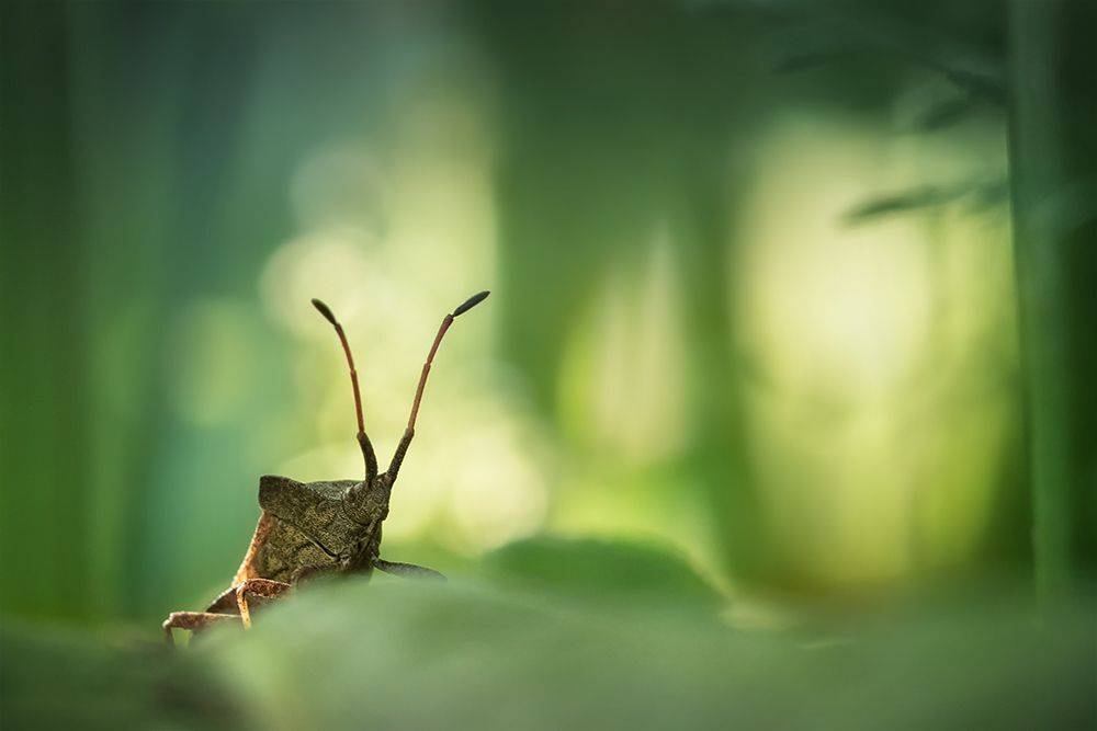 клоп,bug, halyomorphahalys, макро, macro, Марина Хилько