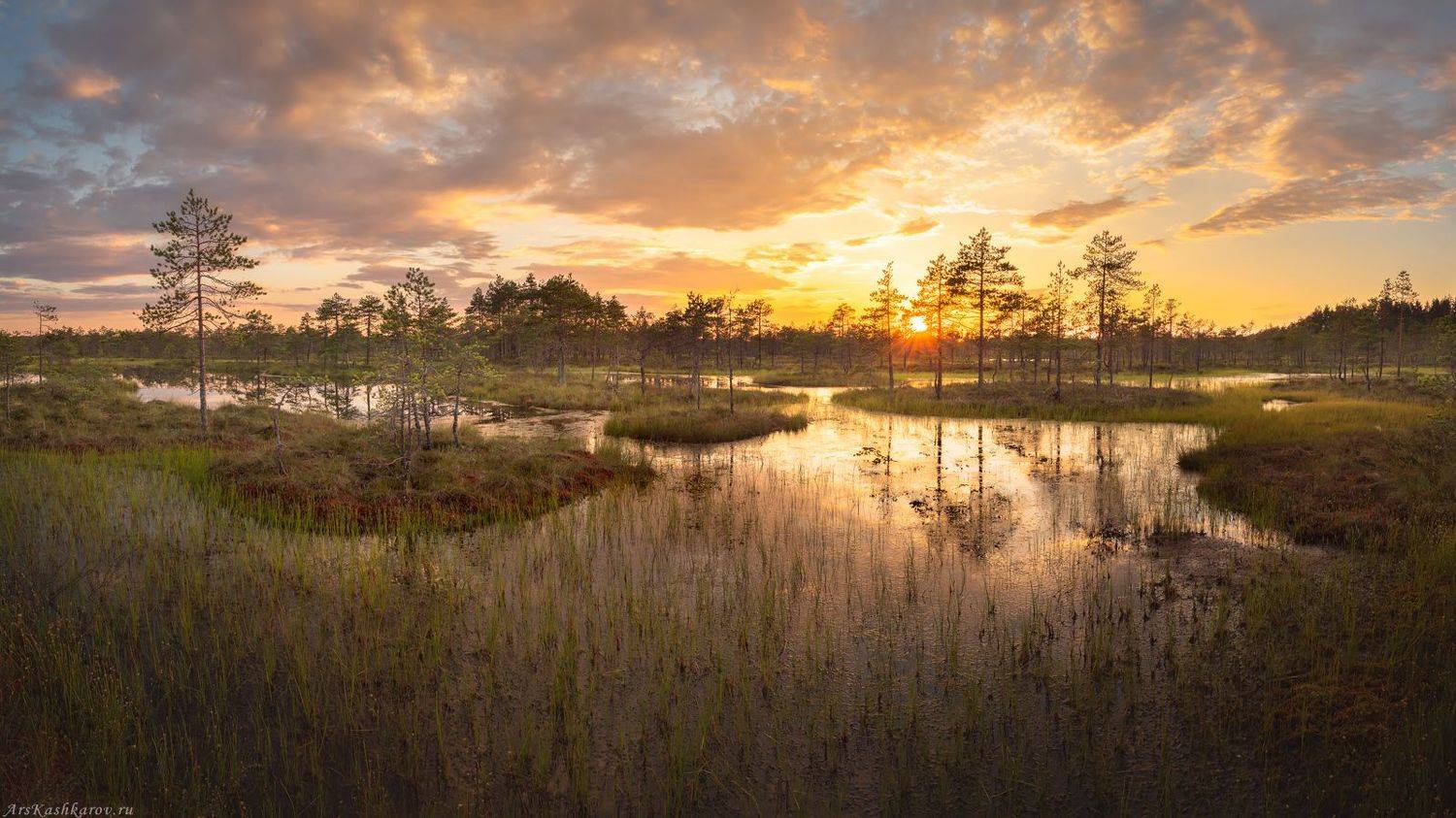 болото, болотные топи, ленобласть, ленинградская область, острова, сосны, июль, Арсений Кашкаров