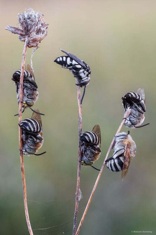 Массовка фото превью