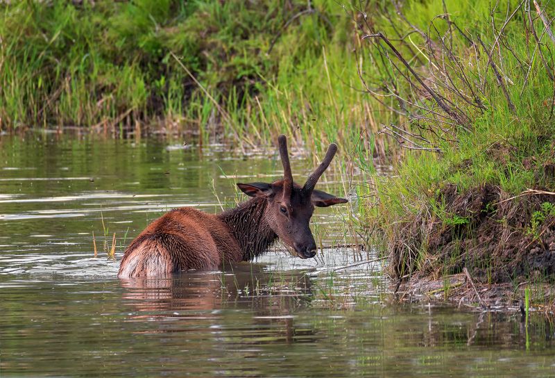 животные, маралы, озеро, лес, жара, слепни, Маралы.. фото превью