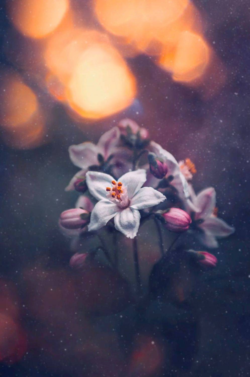 макро, цветы, flowers, macro, Julia Kaissa