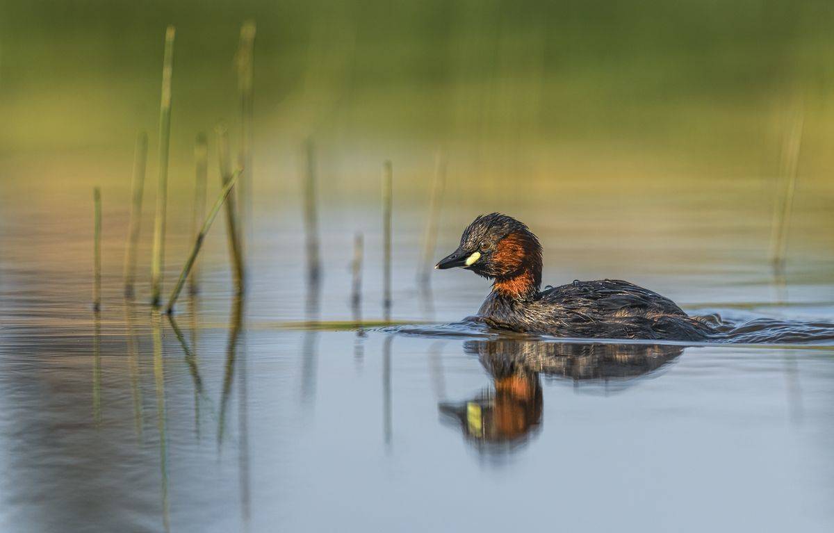 Perkozek (Tachybaptus ruficollis). Автор: Sławek Przybylski , Sławek Przybylski