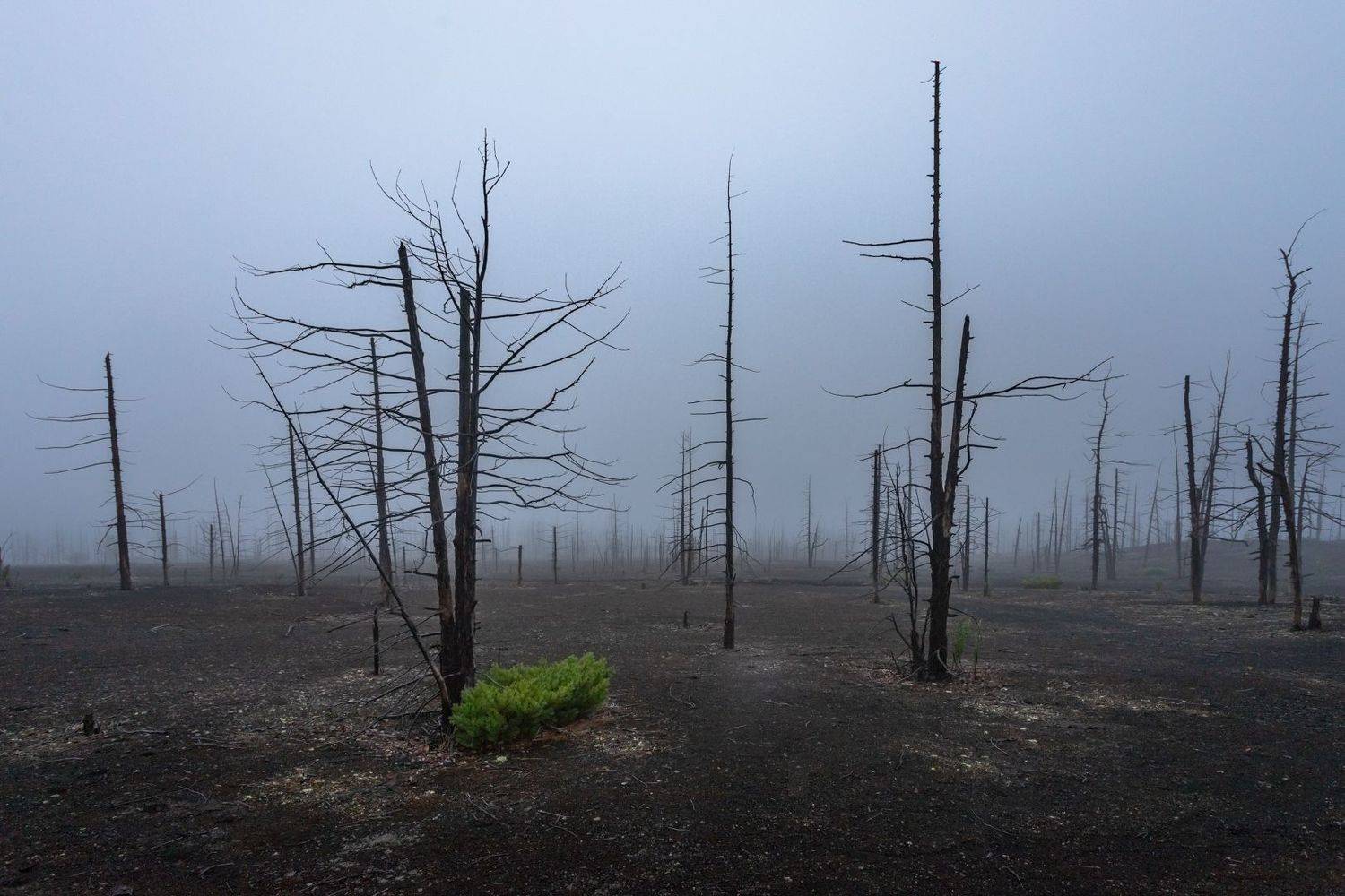 , Елена Маковоз