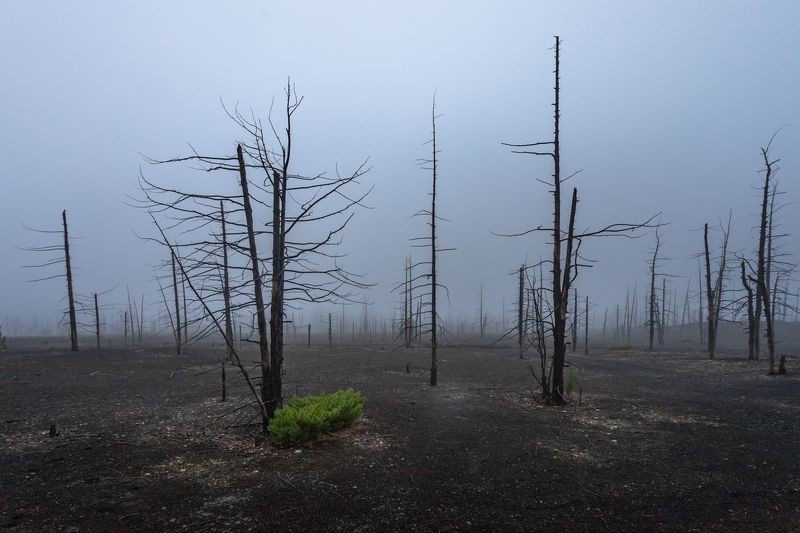 Мертвый лес. Жизнь продолжается фото превью