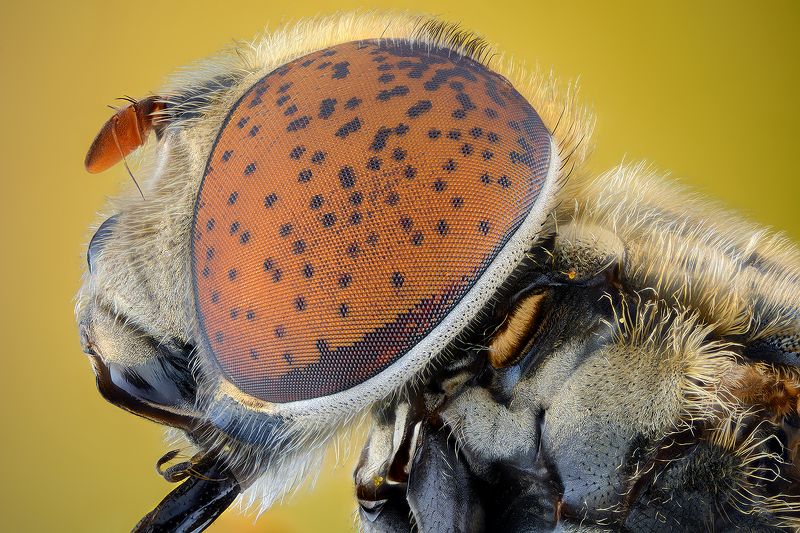 irass, waledzik, nat geo, olympus, close up, macro, extreme macro, макро Eristalinus Aeneus. фото превью