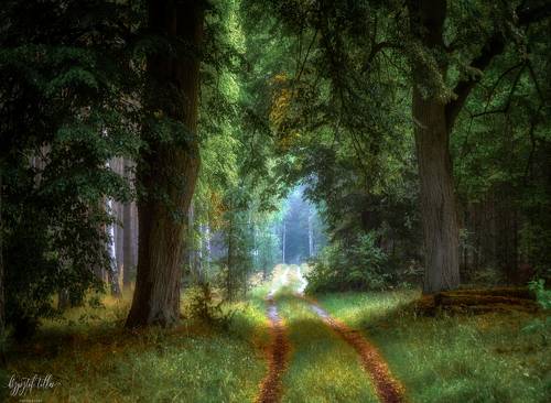 Forest