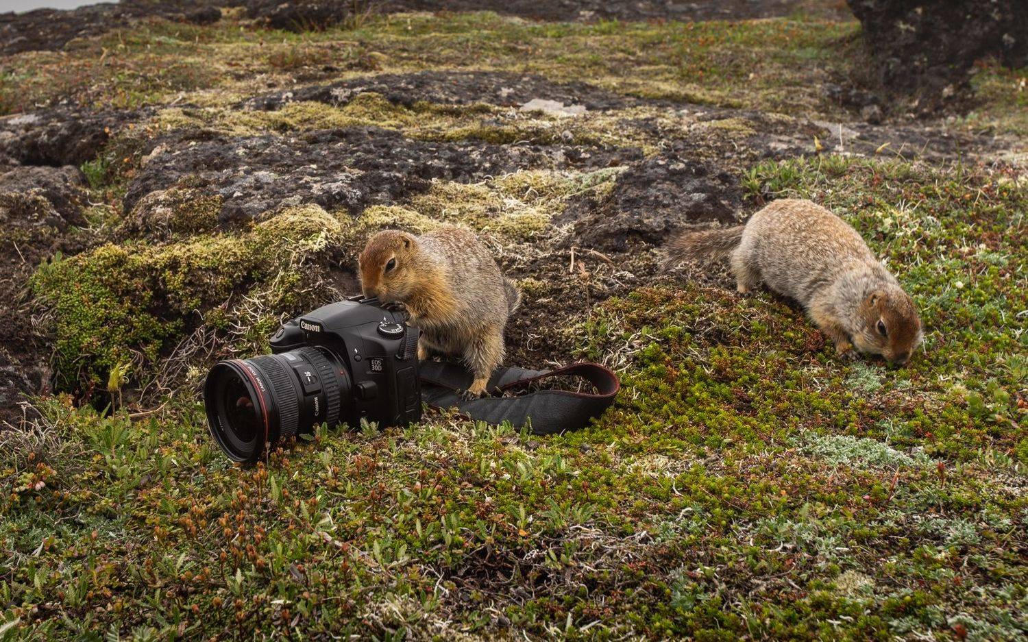 , Елена Маковоз