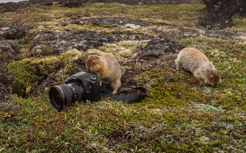Камчатский суслик фото превью
