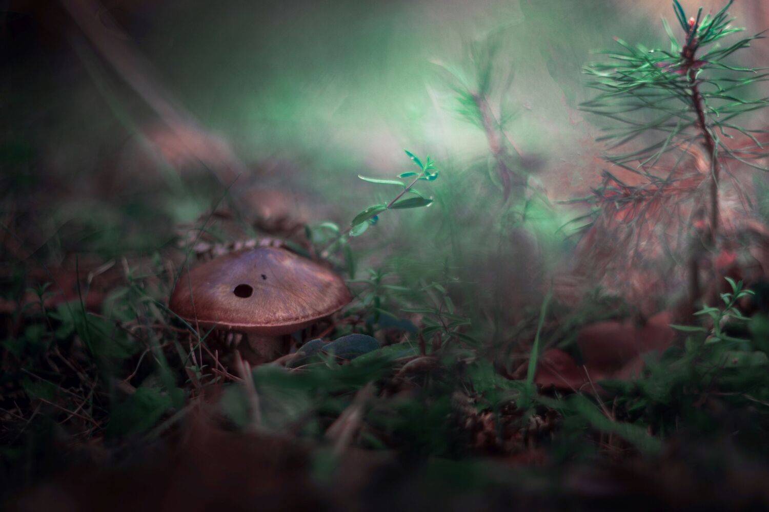nature,nikon,mushroom,green,purple,bokeh,dark,light,bokeh,zenit,helios,brown,mushroom,, Борислав Алексиев