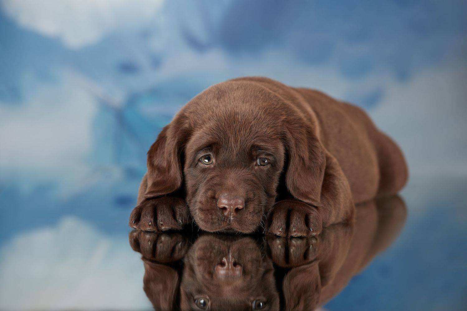 собака, щенок, лабрадор, Лана Полякова