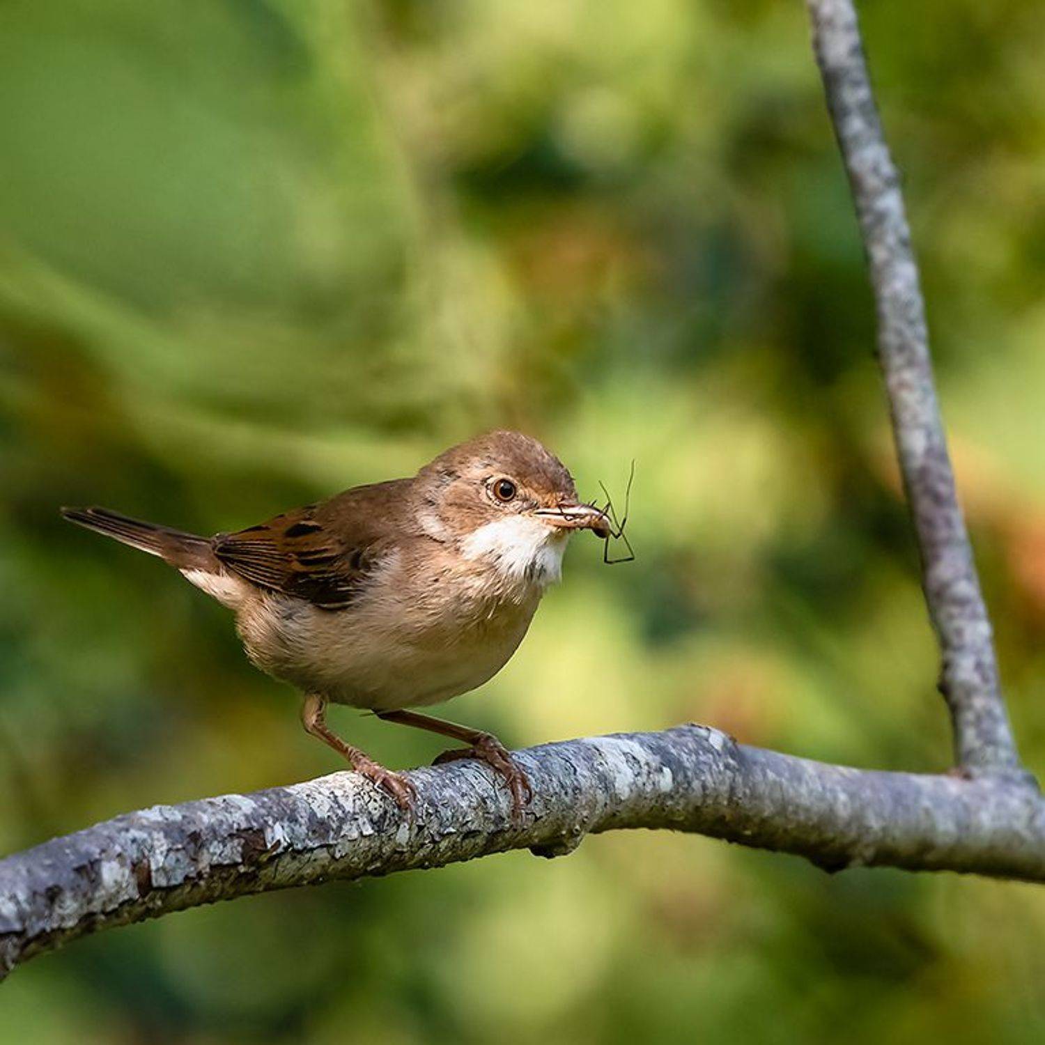 , Александр Абросимов