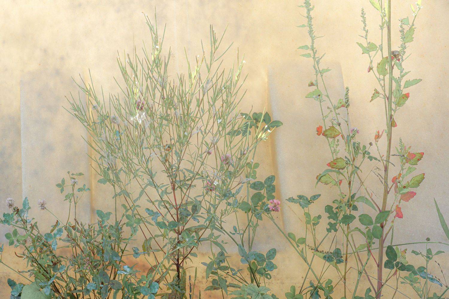 растения, Солонинов Eвгений