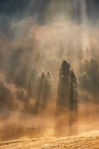 Tree...