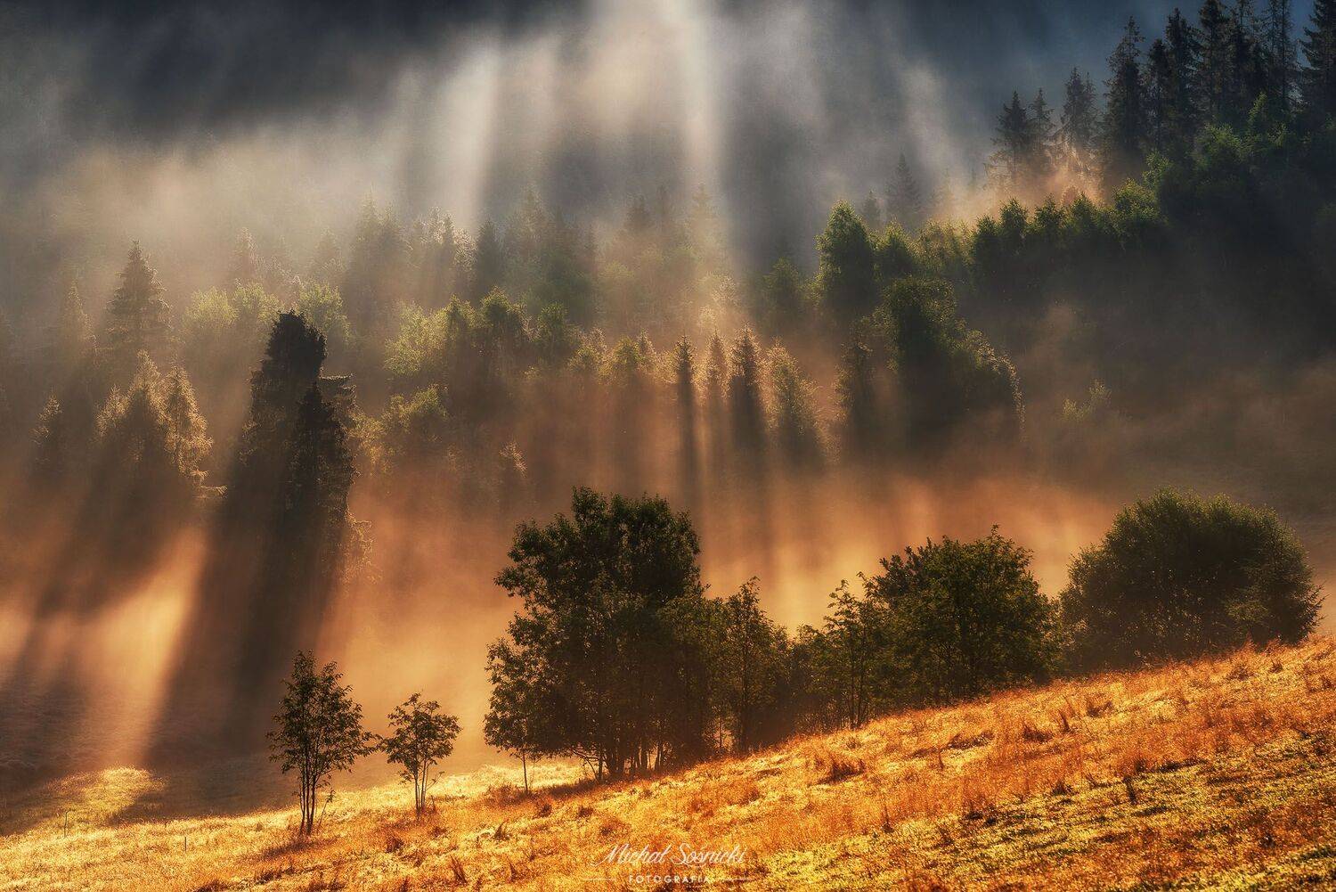#tree #laser #fog #foggy #wood #nature #amazing #earth #pics #photo #best #poland, Michał Sośnicki