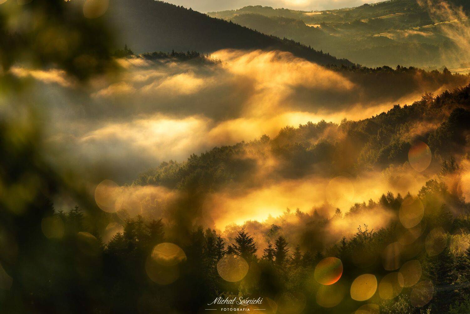 #tree #laser #fog #foggy #wood #nature #amazing #earth #pics #photo #best #poland, Michał Sośnicki