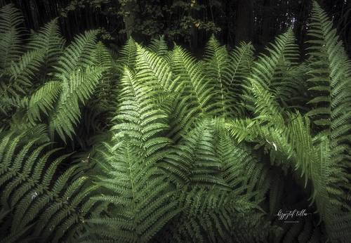 Forest fern